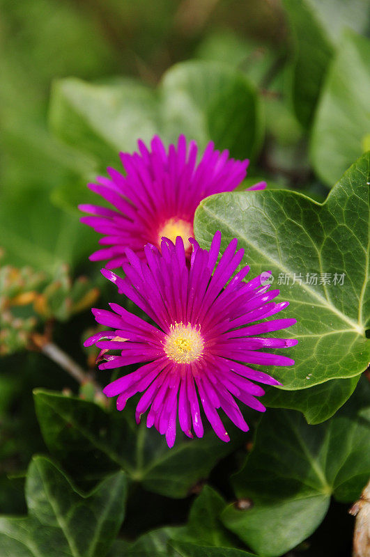 紫菀(Michelmass Daisy)，新泽西。